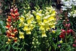 Snapdragons 01 - s